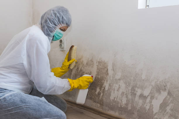 Best Real Estate Mold Inspection  in Andrews, TX