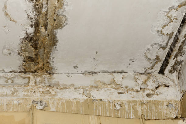 Best Black Mold Removal  in Andrews, TX