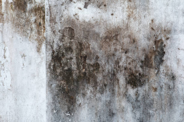 Best Commercial Mold Inspection  in Andrews, TX